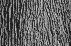 Tree Bark - #202